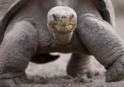 5 كيلو عملات في بطن سلحفاة