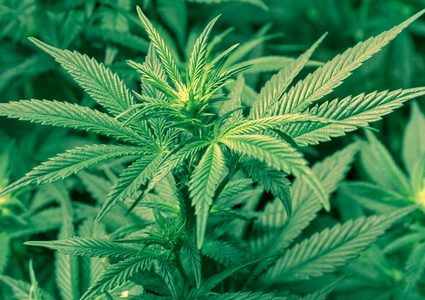 المخدرات آفة خطيرة غزت اراضينا الفلسطينية