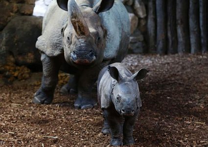 قتل وحيد قرن أبيض في فرنسا