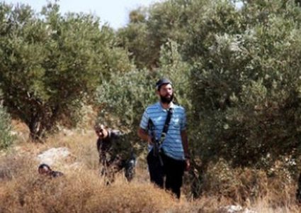 مستوطنون يقطعون أشتال زيتون شرق يطا