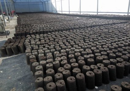 الخليل: "جفت" الزيتون حطب للتدفئة