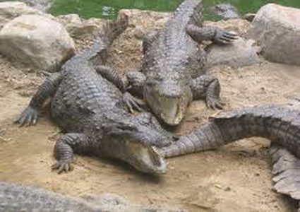 اكتشاف أقدم بيض تماسيح في العالم