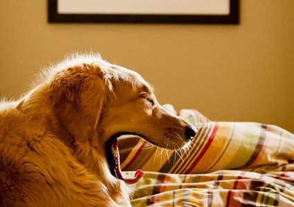 عندما تقلد الطبيعة الفنان "صور"