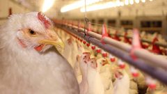 الجاج في العلالي وحماية المستهلك تطرح حلولاً