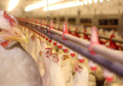 الجاج في العلالي وحماية المستهلك تطرح حلولاً