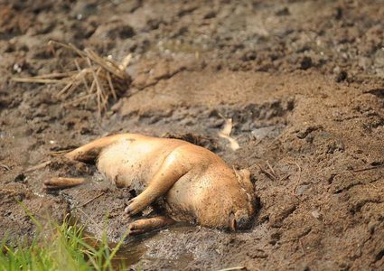حرائق الغابات في أوكلاهوما تقتل آلاف الخنازير