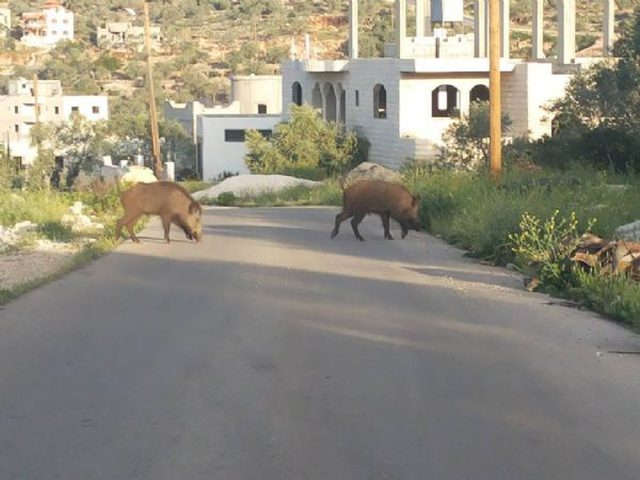 خنازير برية تلحق الضرر بمزارع غرب جنين