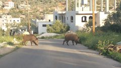 خنازير برية تلحق الضرر بمزارع غرب جنين