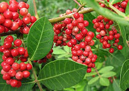 الفلفل الأحمر البرازيلي مكافح للجراثيم المقاومة للمضادات الحيوية