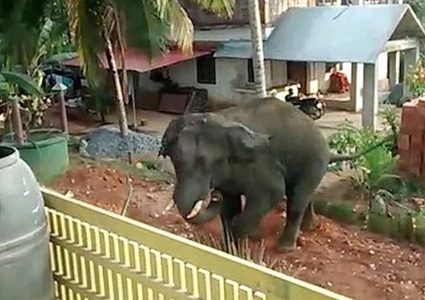 شاهد.. فيل هائج يطارد رجلا بالهند