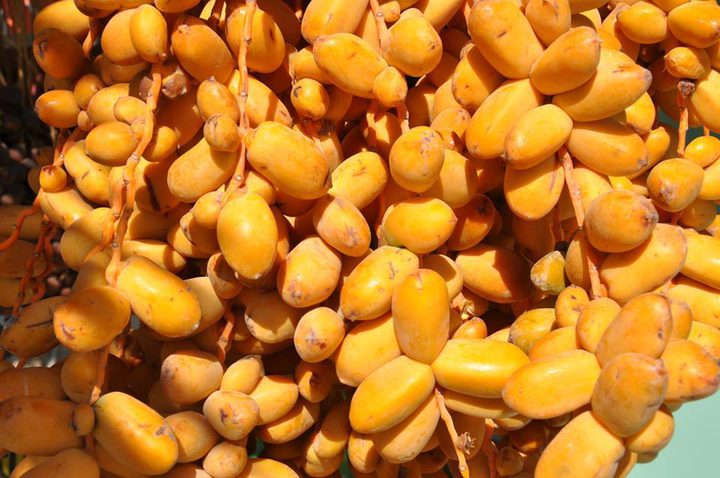 تمور  أريحا لها نكهة خاصة "صور"