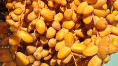 تمور  أريحا لها نكهة خاصة "صور"