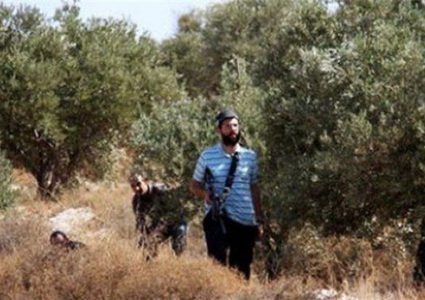 مستوطنون يسرقون 140 شجرة زيتون بالساوية