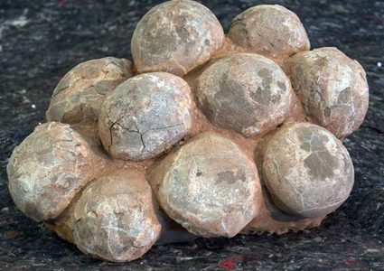 حفرية لثلاثين بيضة لديناصور ترجع إلى 190 مليون عام