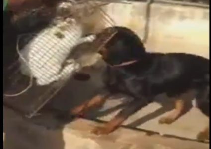 شاهد..شخص يقدم قطة للكلاب لتعذيبها