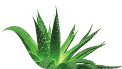 الصبار البري لبشرة مشرقة