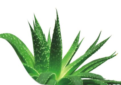 الصبار البري لبشرة مشرقة