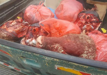 إتلاف 60 كغم رؤوس عجول في دورا