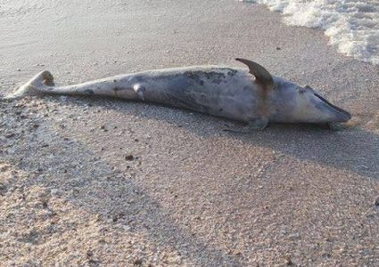 العثور على سمكة دولفين في بحر غزة (صور)