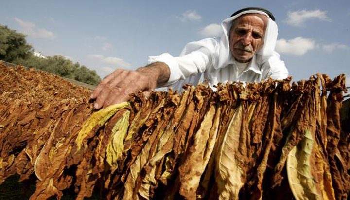 السجائر المحلية ستوفر للحكومة نصف مليار شيقل