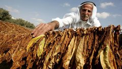 السجائر المحلية ستوفر للحكومة نصف مليار شيقل