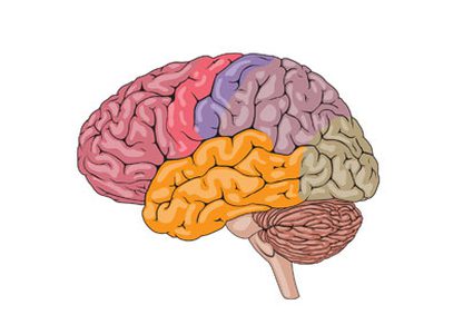 مخ الإنسان يمكن تدريبه كأي عضلة أخرى