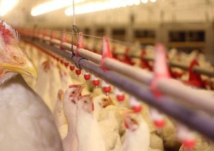 أسعار الدواجن .. حديث الشارع في الخليل