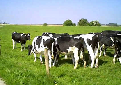 ازمة تركيا وهولندا ... تطال الأبقار