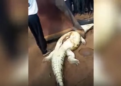 انتشال بقايا طفل من جوف تمساح "فيديو"