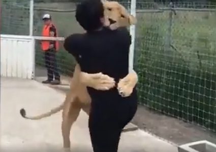 لبؤة تلهو مع طبيبها في المكسيك "فيديو"