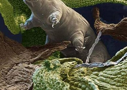 "بطيء المشية" اكثر الحيوانات مناعة في العالم