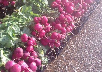 كوزيبة .. "سلة فجل" الخليل (صور)