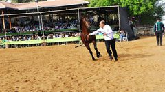 بطولة "ربيع فلسطين"الدولية لجمال الخيول العربية الاصيلة تنطلق الجمعة