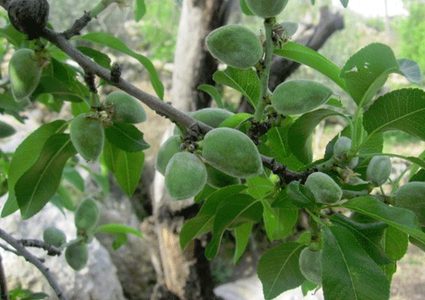 رغم غلاء أسعاره... لن تصدقوا فوائده