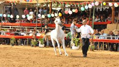 بدء ربيع فلسطين لجمال الخيول العربية الأصيلة"صور"