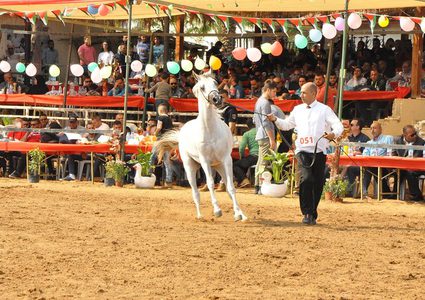 بدء ربيع فلسطين لجمال الخيول العربية الأصيلة"صور"