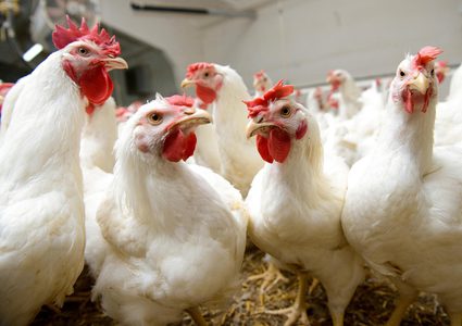 الإعلان عن سعر جديد لكيلو الدجاج اليوم