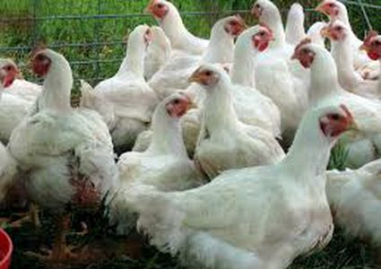 خطة لضمان استقرار أسعار اللاحم في رمضان