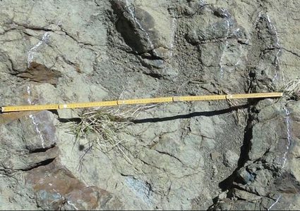 اكتشاف أكبر بصمة ديناصور في العالم