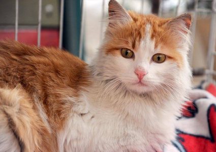 قطة سورية تدخل عالم الشهرة