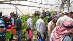 زراعةاريحا تنظم يوم حقل