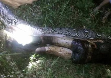 ثعبان يبلع رجلاً