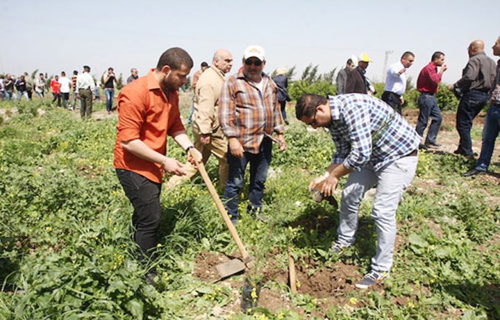 فعالية لزرع أشتال الزيتون بيوم الأرض في الخليل اليوم