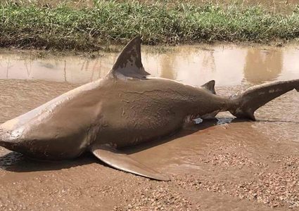 العواصف تلقي بسمك القرش في شوارع أستراليا