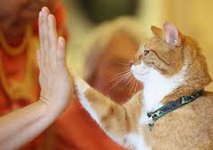 عودة قط إبتعد أكثر من ألف كيلومتر عن منزله