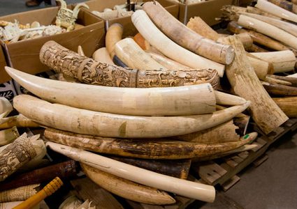 تجارة العاج في تناقص كبير في الصين