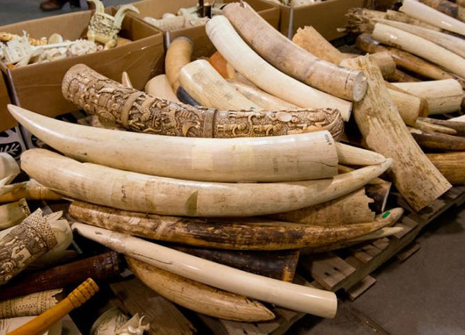 تجارة العاج في تناقص كبير في الصين