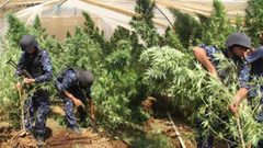 سلفيت: ضبط 258 شتلة ماريجوانا في الزاوية