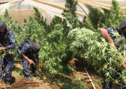 سلفيت: ضبط 258 شتلة ماريجوانا في الزاوية