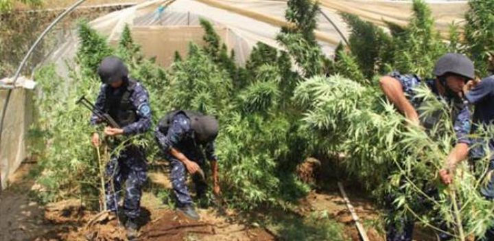 سلفيت: ضبط 258 شتلة ماريجوانا في الزاوية